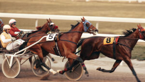 Techniques d’Entraînement Équin : Guide Complet pour les Courses Hippiques