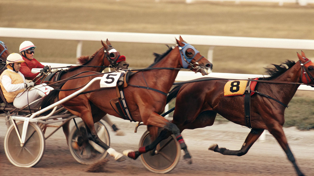 Techniques d’Entraînement Équin : Guide Complet pour les Courses Hippiques